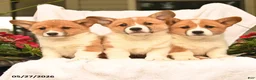 Welsh Corgi Pembroke dogs for sale: Robin - Ad 5