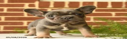 French Bulldog dogs for sale: Kermit - Ad 4