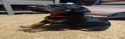 Doberman Pinscher dogs for sale: Pink Collar Dobie - Ad 6
