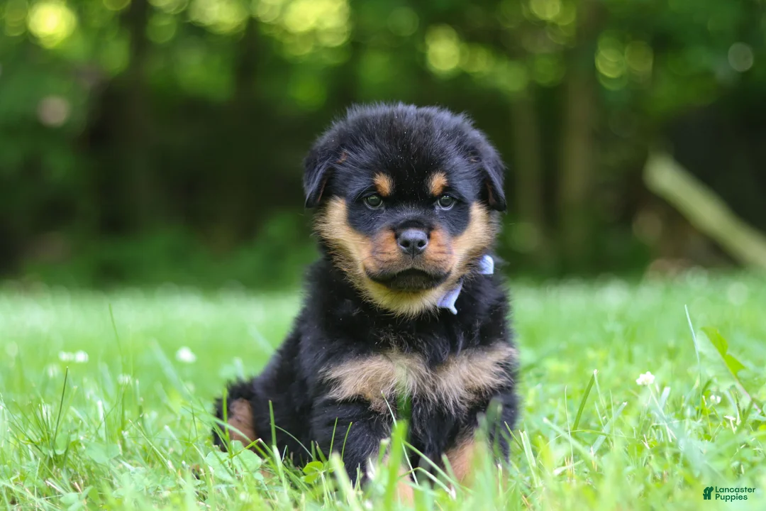 Rottweiler dogs for sale: Thor - Ad 1