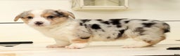 Welsh Corgi Pembroke dogs for sale: Chloe - Ad 4