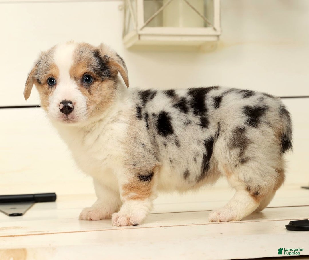 Welsh Corgi Pembroke dogs for sale: Chloe - Ad 4