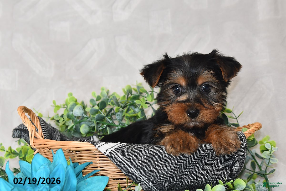 Yorkshire Terrier dogs Chase - Ad 2