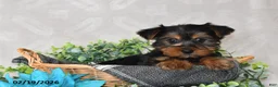 Yorkshire Terrier dogs for sale: Chase - Ad 2