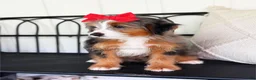 Mini Bernedoodle dogs for sale: Zoe - Ad 2