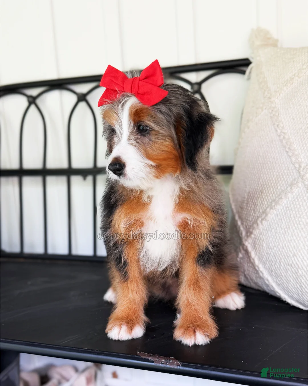 Mini Bernedoodle dogs for sale: Zoe - Ad 2