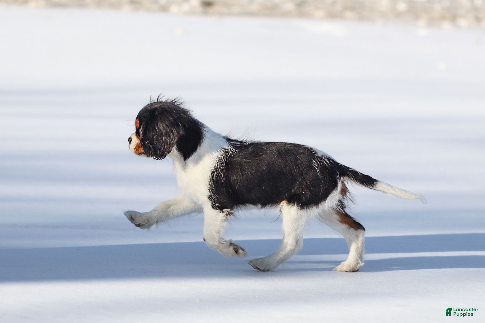 Cavalier King Charles Spaniel dogs Cassian - Ad 2