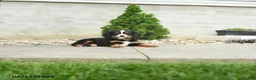 Miniature Bernese Mountain Dog dogs for sale: Jefferson - Ad 3