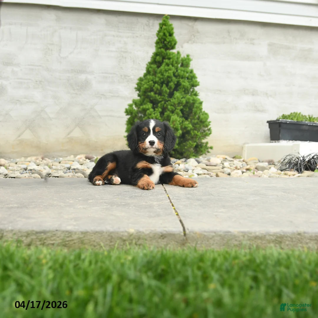 Miniature Bernese Mountain Dog dogs for sale: Jefferson - Ad 3
