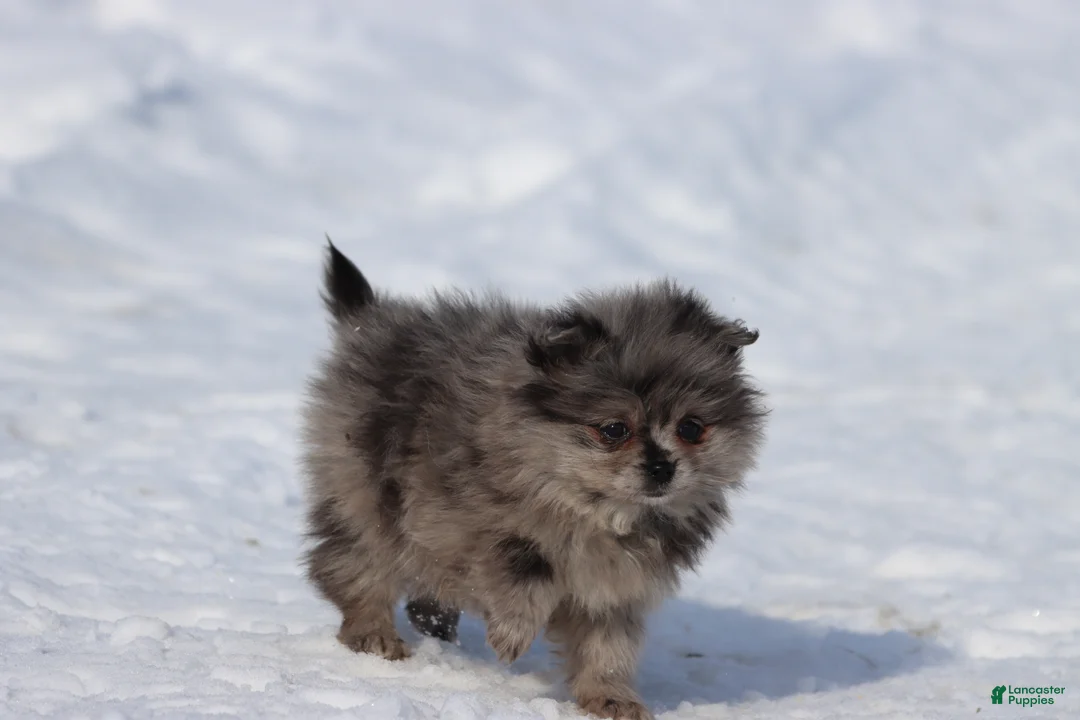 Pomeranian dogs for sale: Falling Star  - Ad 3