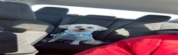 Shih Tzu dogs for sale: Shih Tzu 1 - Ad 4