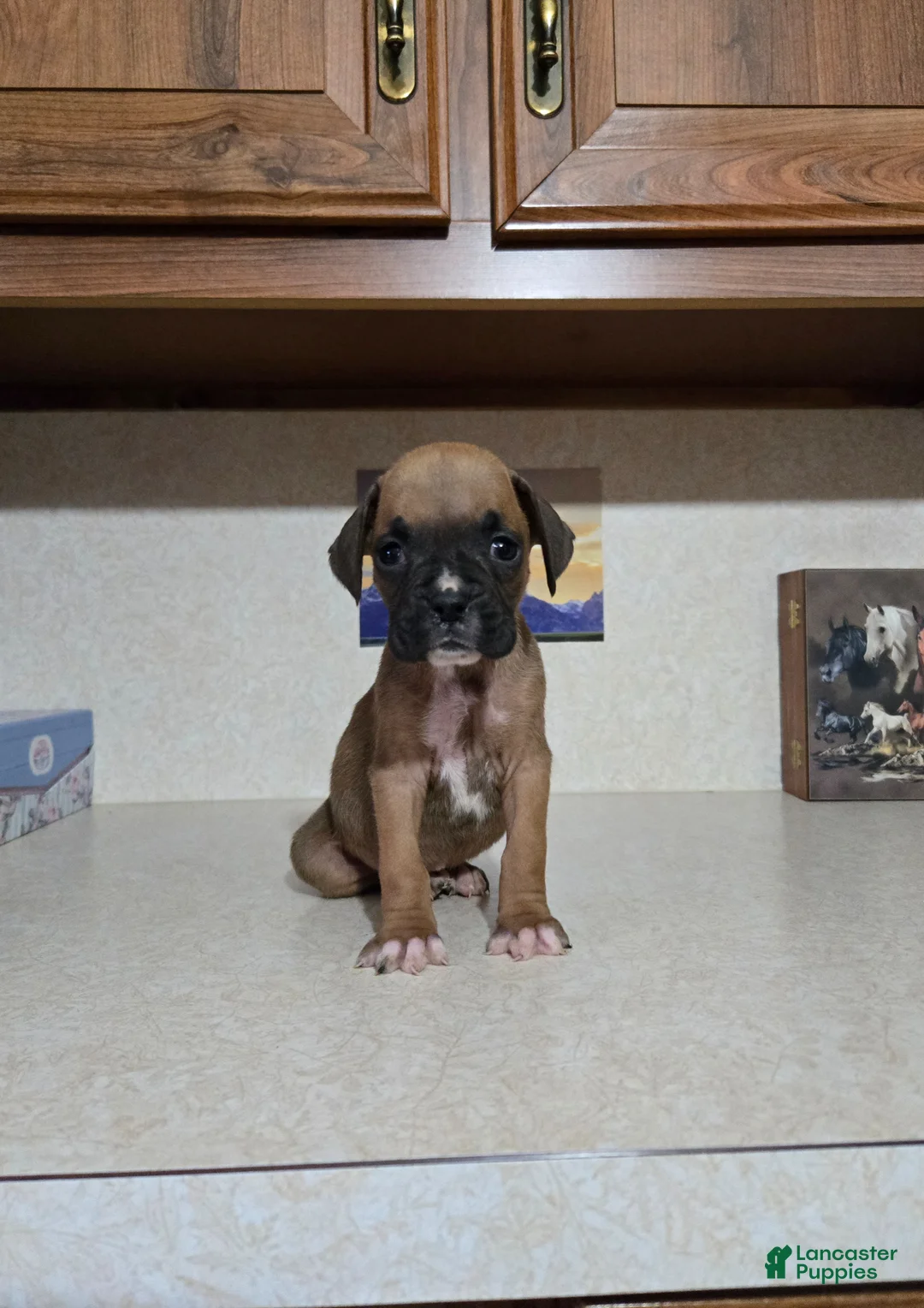 Boxer dogs for sale: Tootsie - Ad 1
