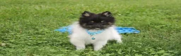Pomeranian dogs for sale: Ziggy - Ad 4