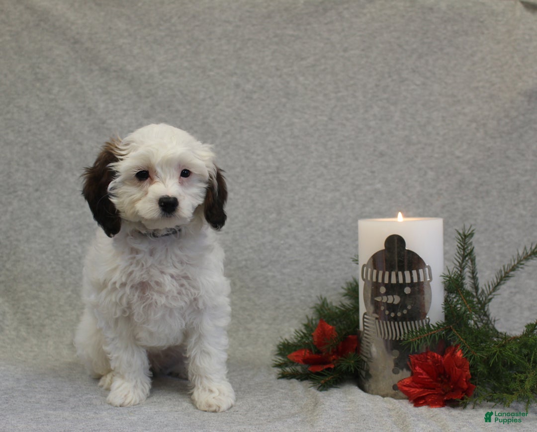 Cavapoo dogs for sale: Cookie - Ad 4