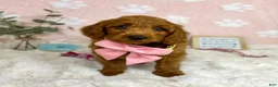 Mini Goldendoodle dogs for sale: Lexi - Ad 1