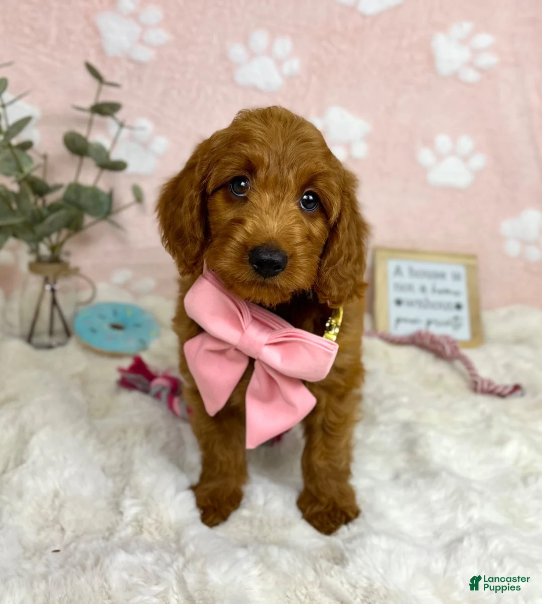 Mini Goldendoodle dogs for sale: Lexi - Ad 1