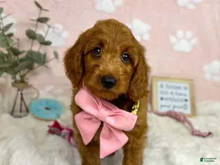 Mini Goldendoodle dogs Lexi - Ad 42
