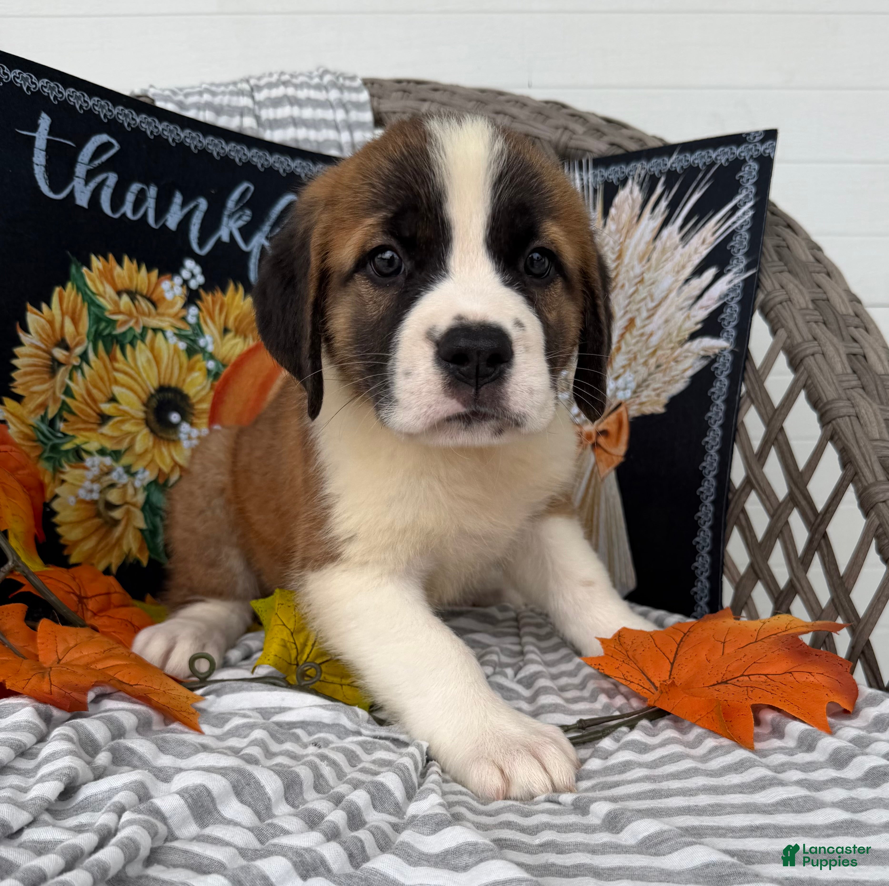 Saint Bernard dogs Queen - Ad 1