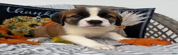 Saint Bernard dogs for sale: Queen - Ad 1