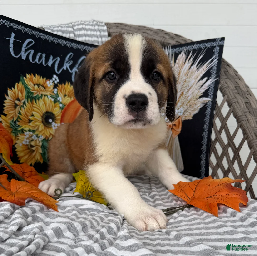 Saint Bernard dogs for sale: Queen - Ad 1