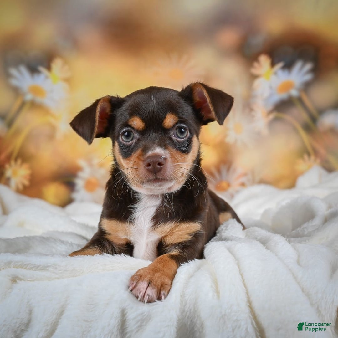 Gallery Image {{count}}