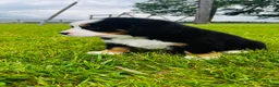 Bernese Mountain Dog dogs for sale: Roman - Ad 2