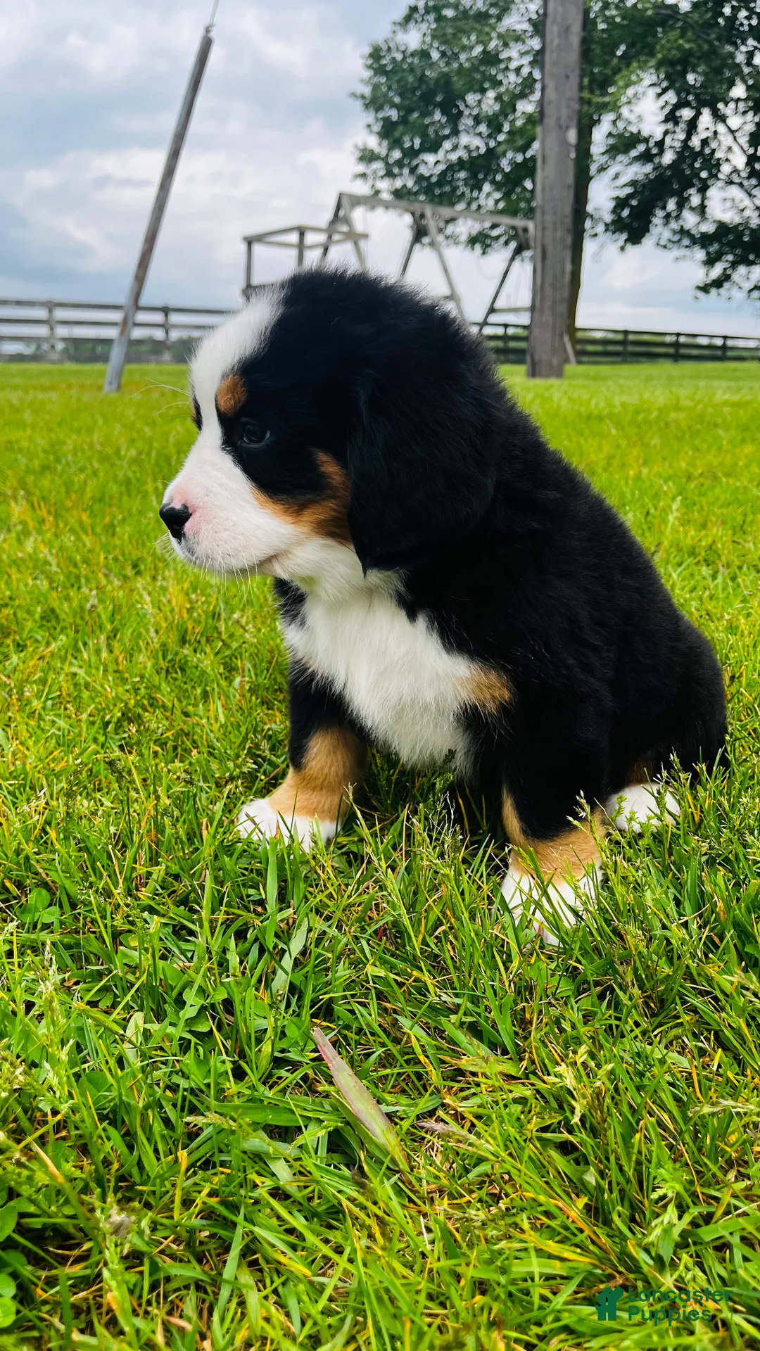 Bernese Mountain Dog dogs for sale: Roman - Ad 2