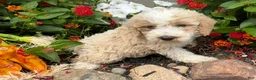 Miniature Poodle dogs for sale: Toby - Ad 6