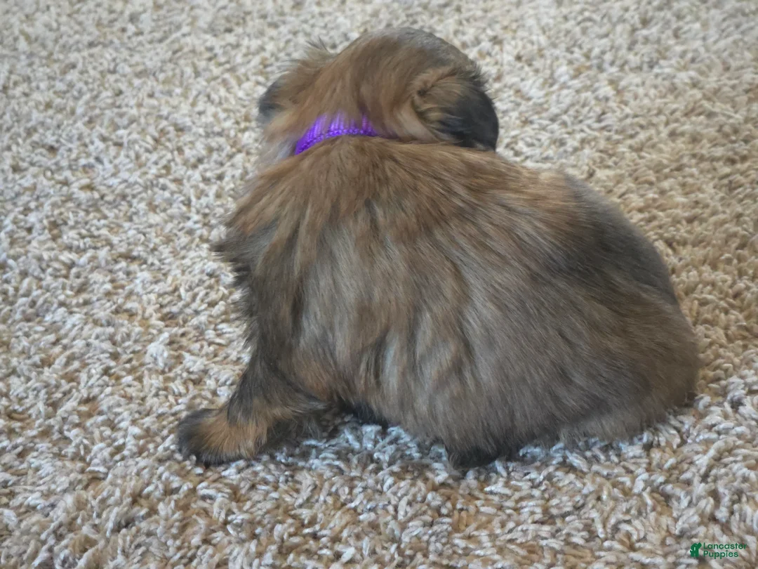 Shih Tzu dogs for sale: Gidget - Ad 6