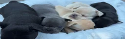 French Bulldog dogs for sale: French Bulldog 3 - Ad 2