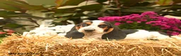Basset Hound dogs for sale: Mia    - Ad 3