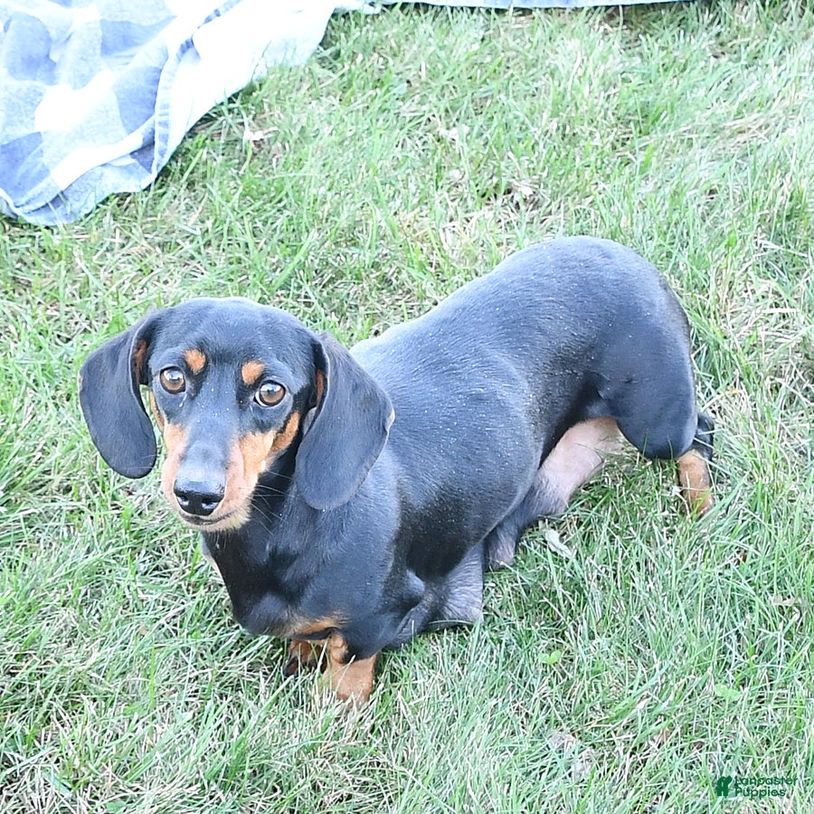 Miniature Dachshund dogs Mia  - Ad 16