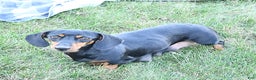 Miniature Dachshund dogs for sale: Milo - Ad 6