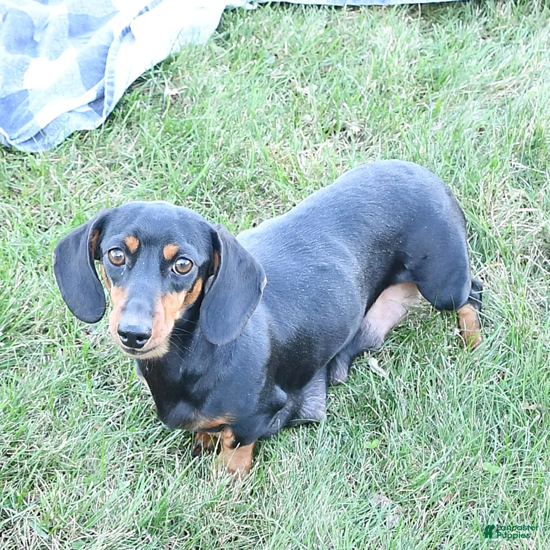 Miniature Dachshund dogs for sale: Milo - Ad 16