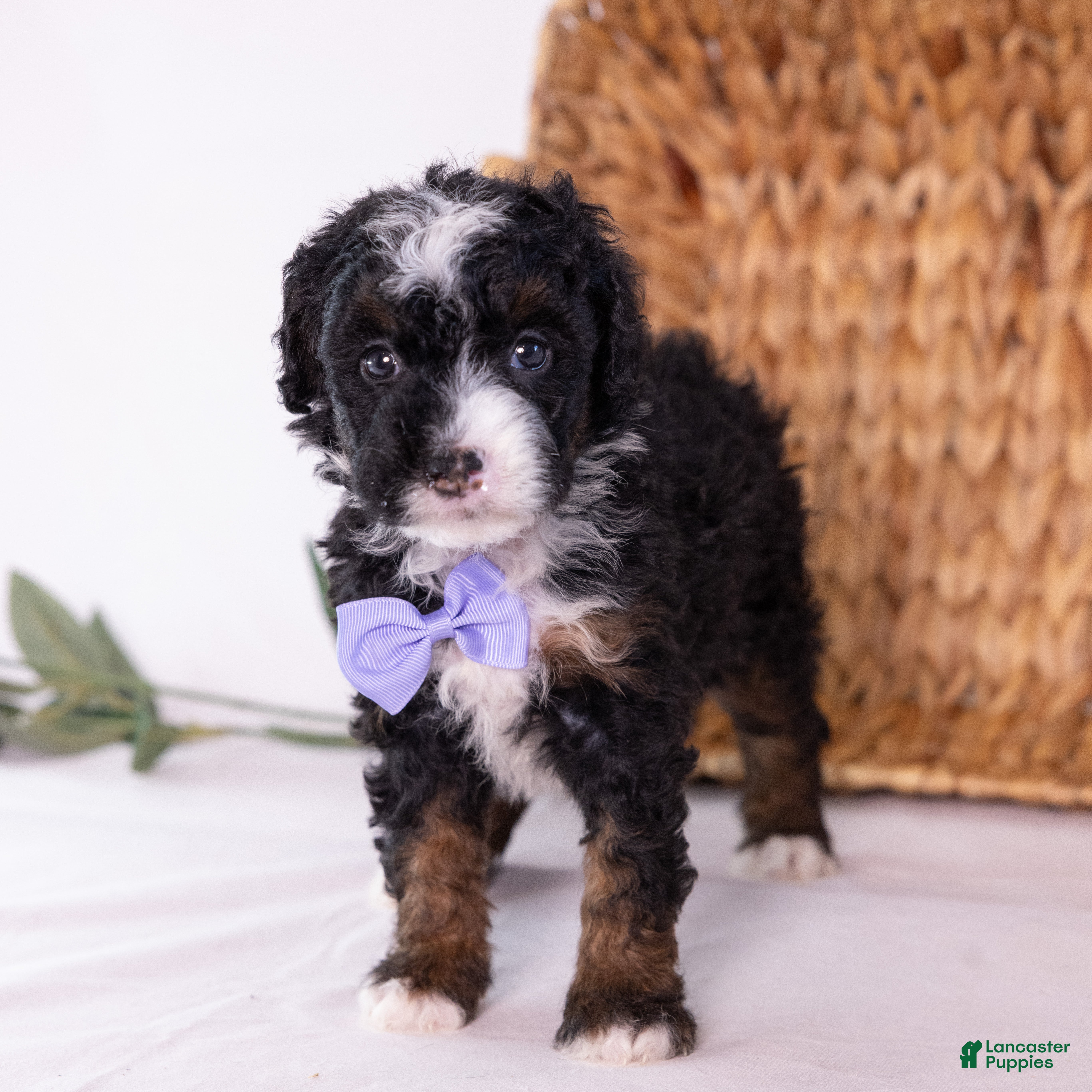 Mini Bernedoodle dogs for sale: Kate - Ad 1