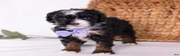 Mini Bernedoodle dogs for sale: Kate - Ad 6