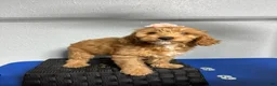 Mini Goldendoodle dogs for sale: Kylie - Ad 1