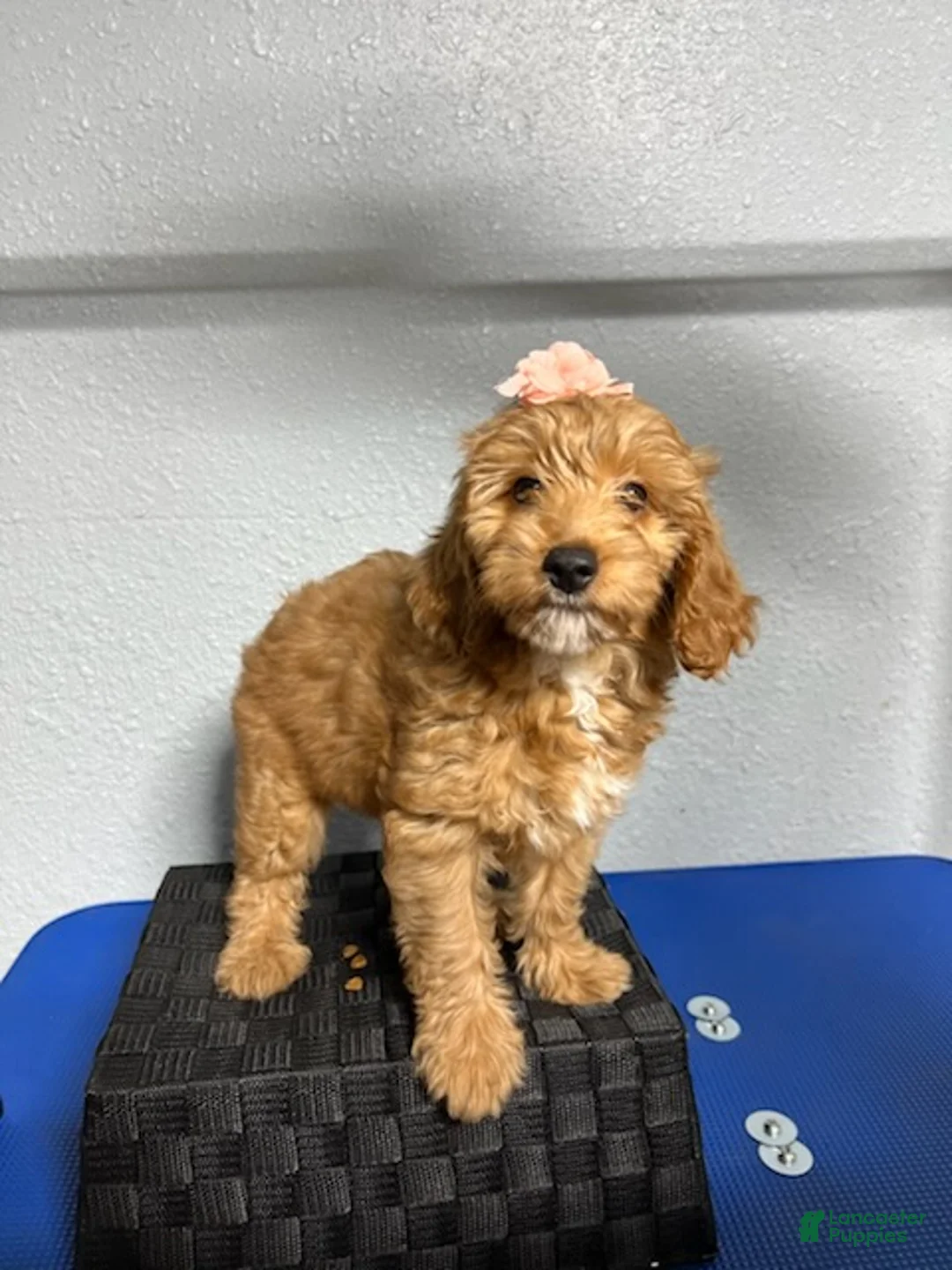 Mini Goldendoodle dogs for sale: Kylie - Ad 1