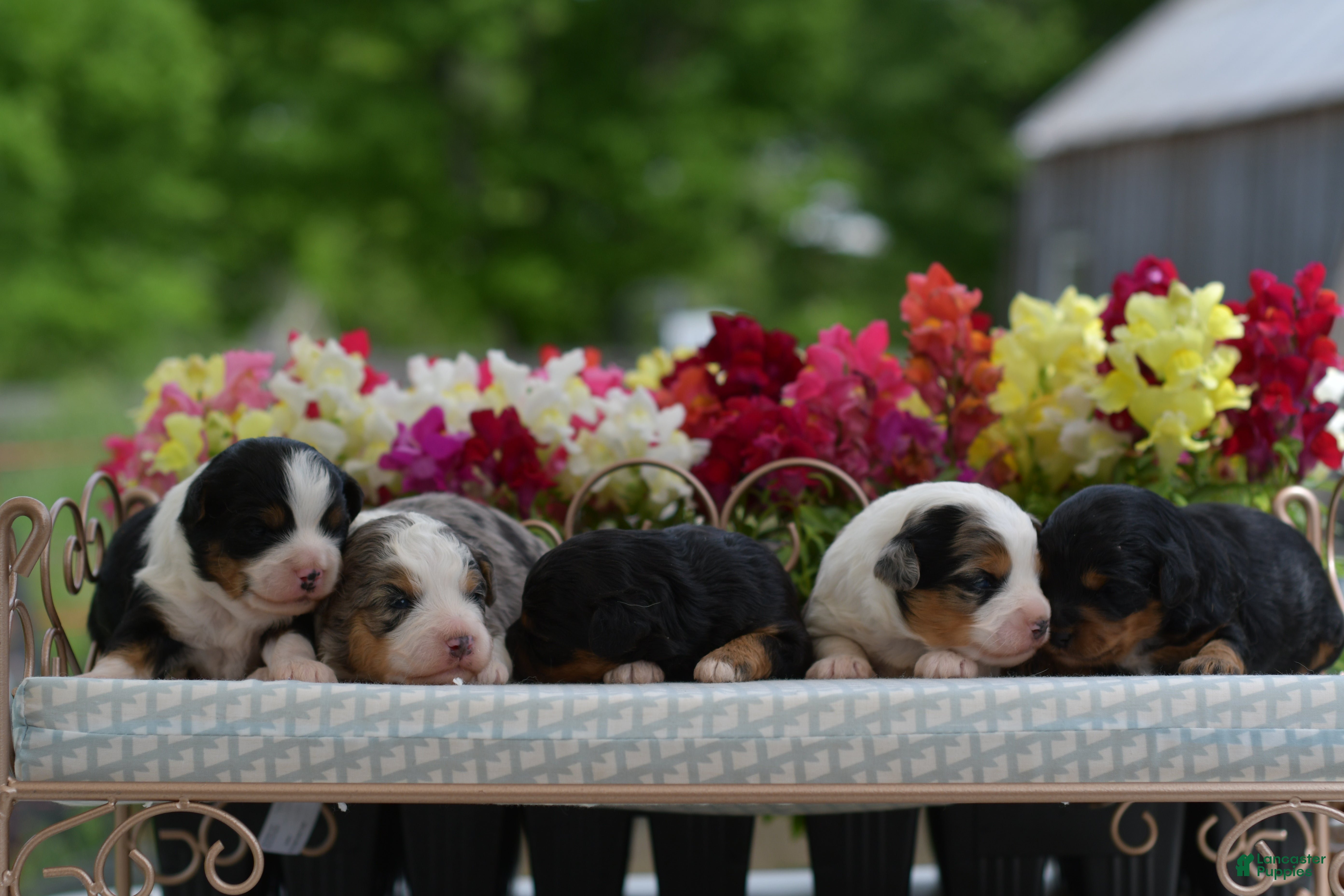 Aussiedoodle dogs Aussiedoodle Puppy 1 - Ad 1