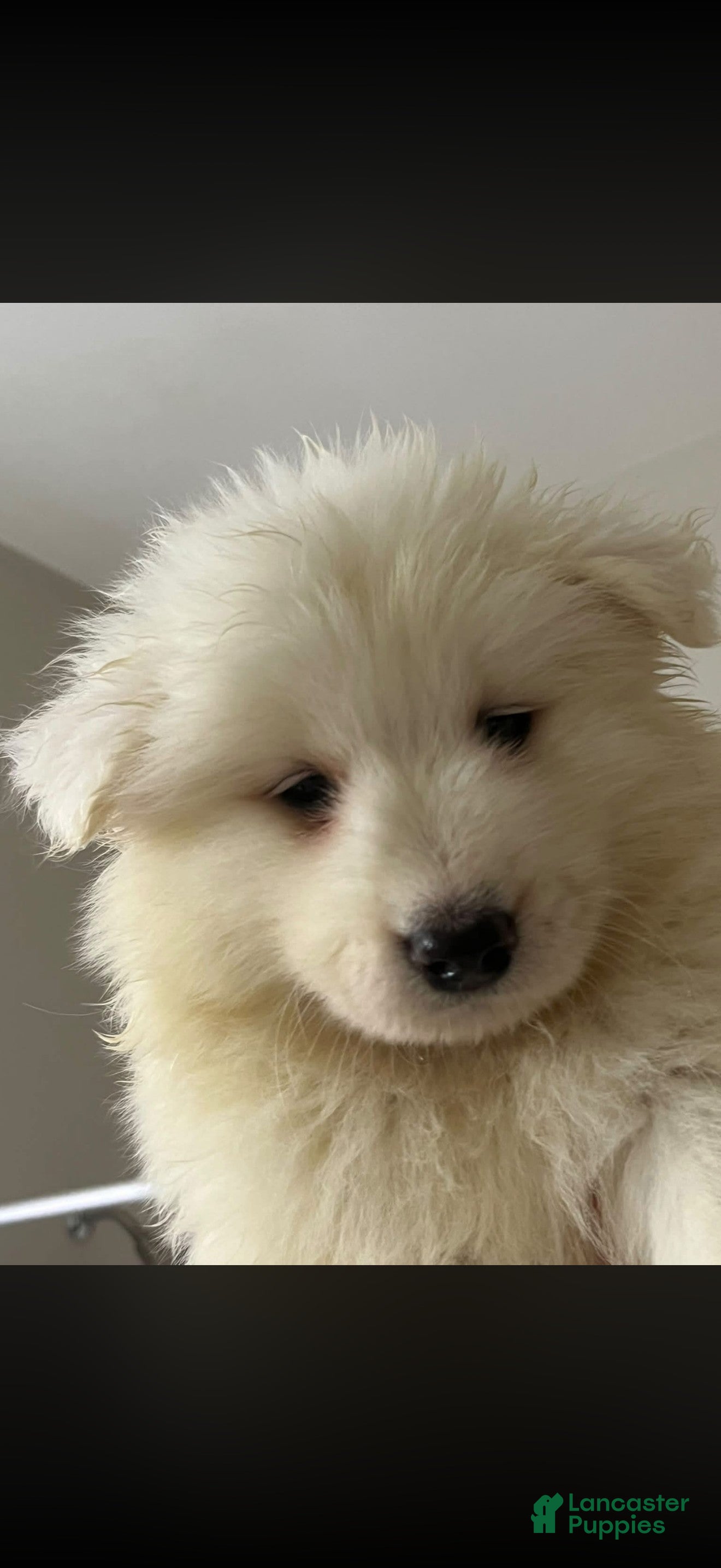 Samoyed dogs Female - Ad 21