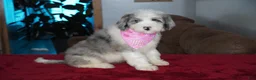 Sheepadoodle dogs for sale: Skye - Ad 4