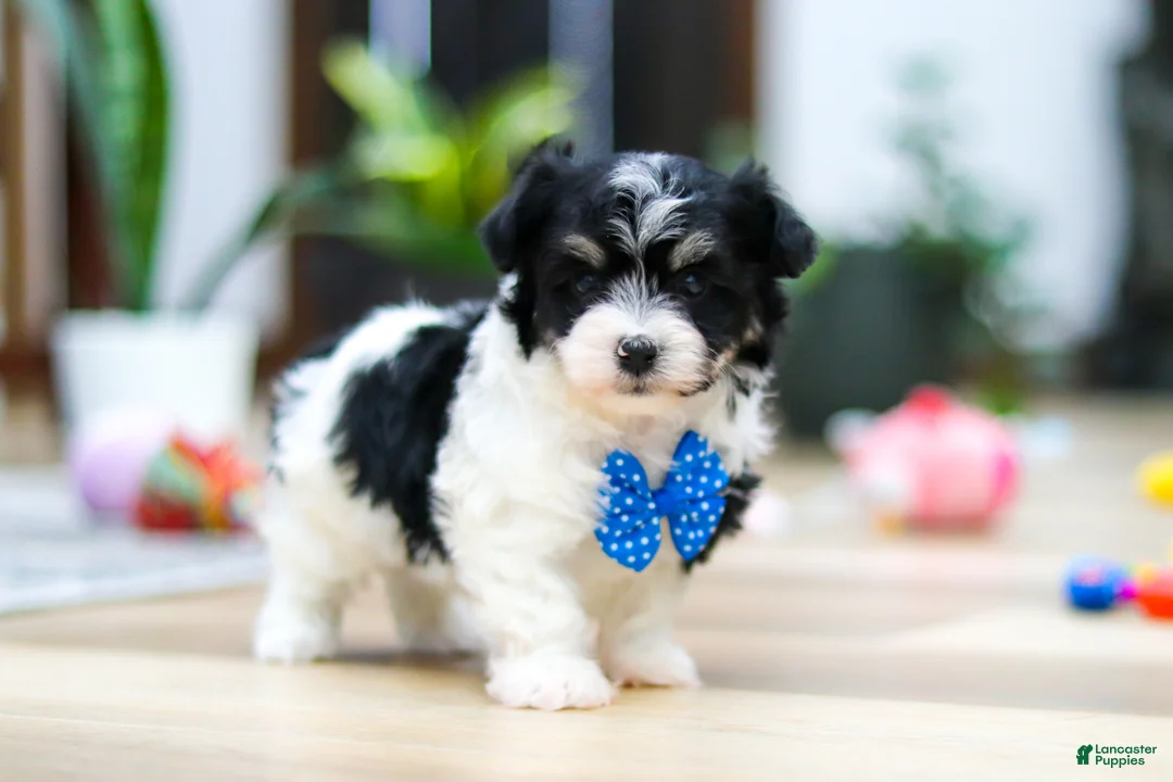 Havanese dogs for sale: Bubbles - Ad 4