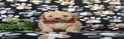 Cockapoo dogs for sale: Aiken Hypoallergenic - Ad 2