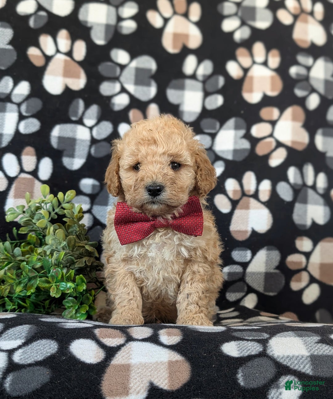 Cockapoo dogs for sale: Aiken Hypoallergenic - Ad 2