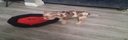 American Bully dogs for sale: Skate - Ad 1