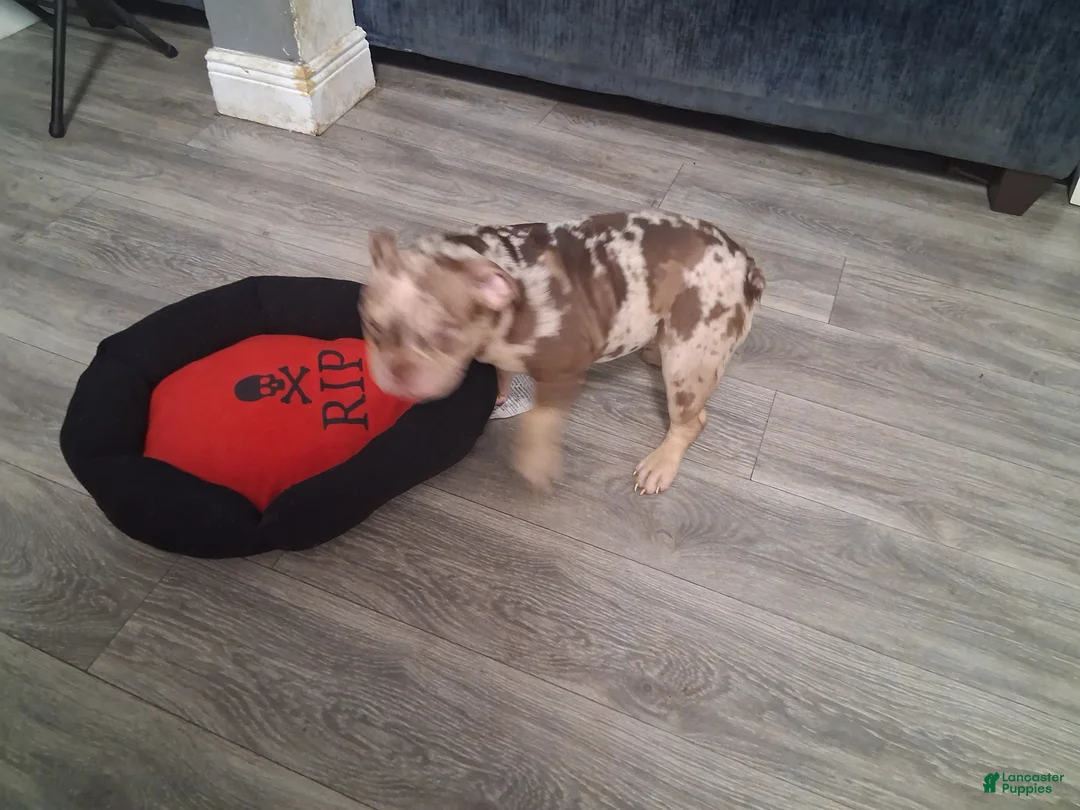 American Bully dogs for sale: Skate - Ad 1