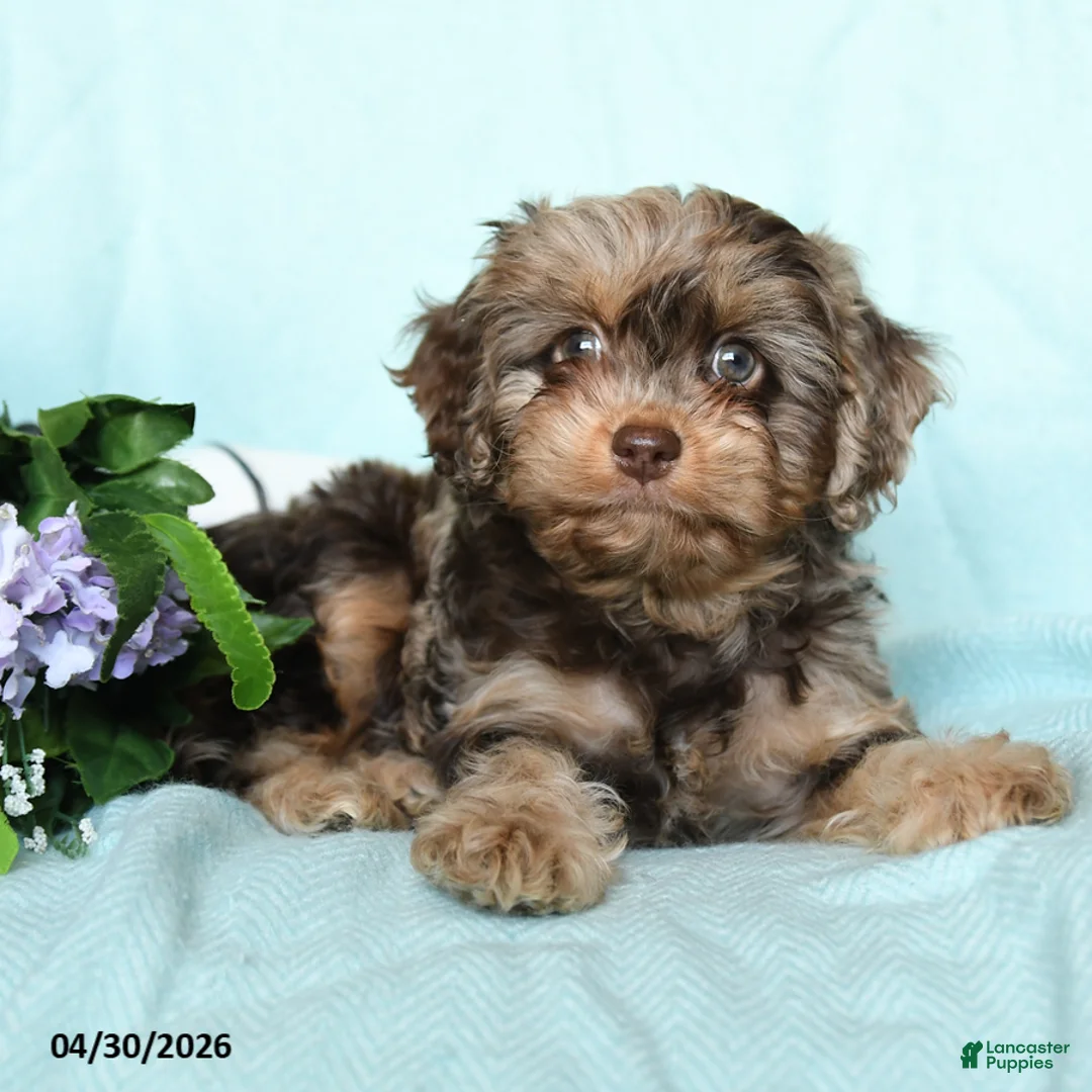 Cavapoo dogs for sale: Eliza - Ad 5