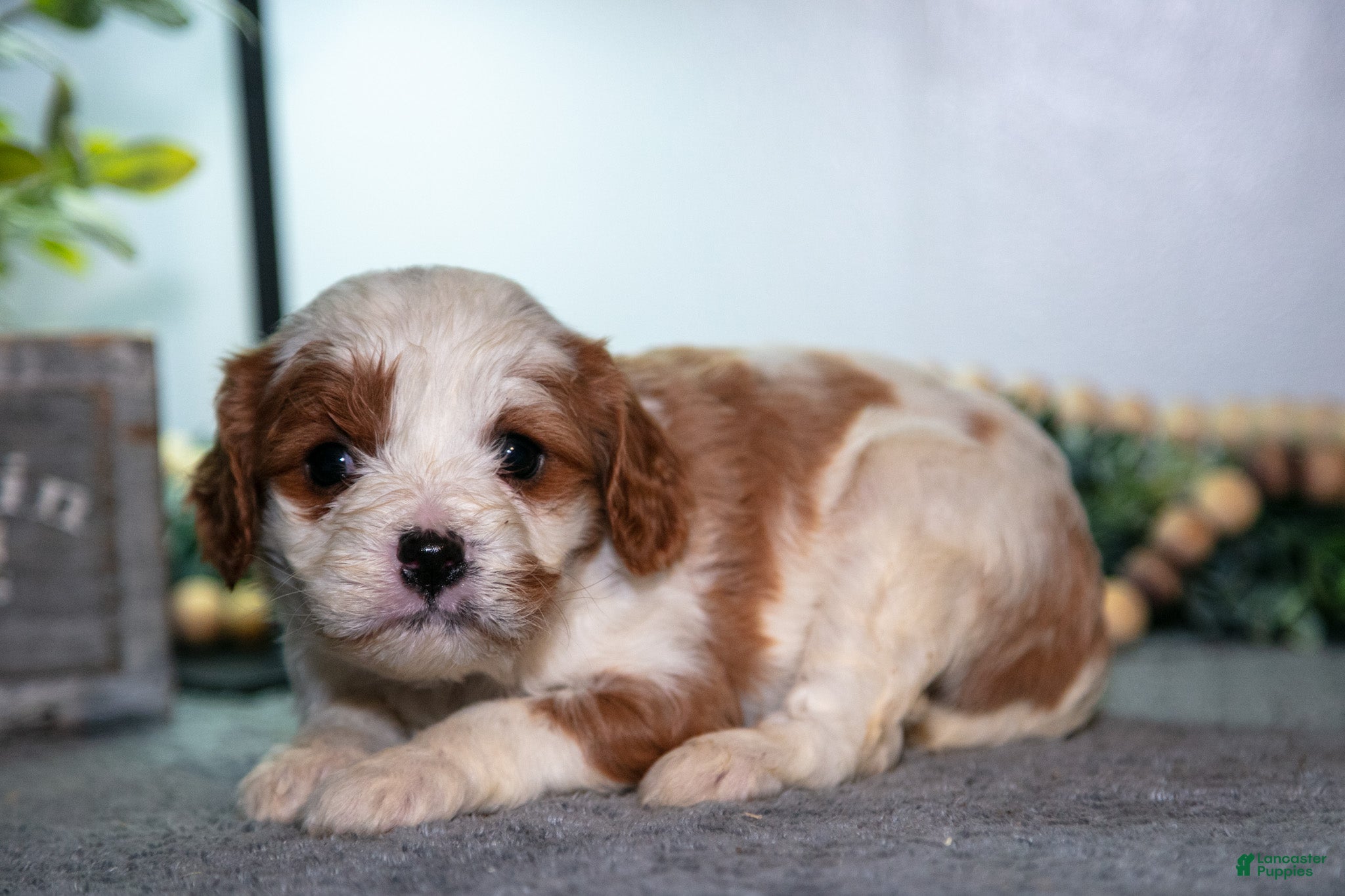 Cavapoo dogs Jessica - Ad 22