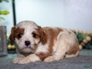 Cavapoo dogs Jessica - Ad 22