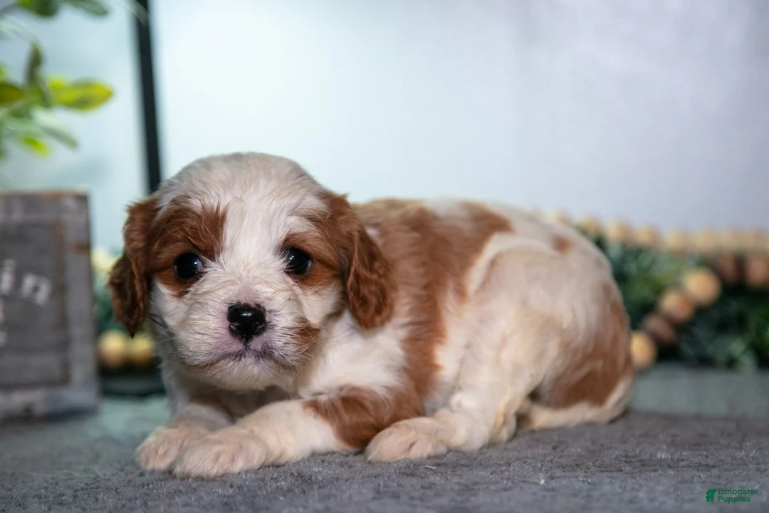Cavapoo dogs for sale: Jessica - Ad 1